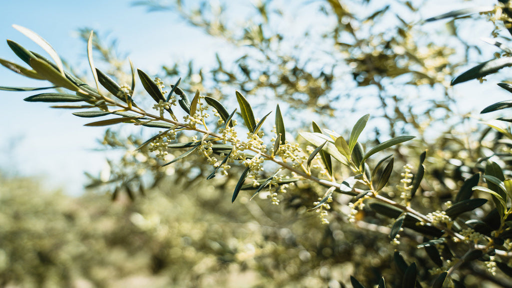 La importancia de la pre-floración del olivo en el AOVE Ecológico