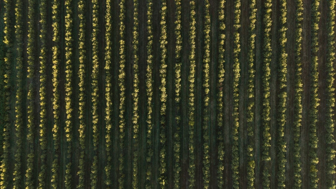 ¿Qué significa realmente un AOVE con 'Alma Eco'?