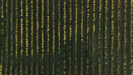 ¿Qué significa realmente un AOVE con 'Alma Eco'?