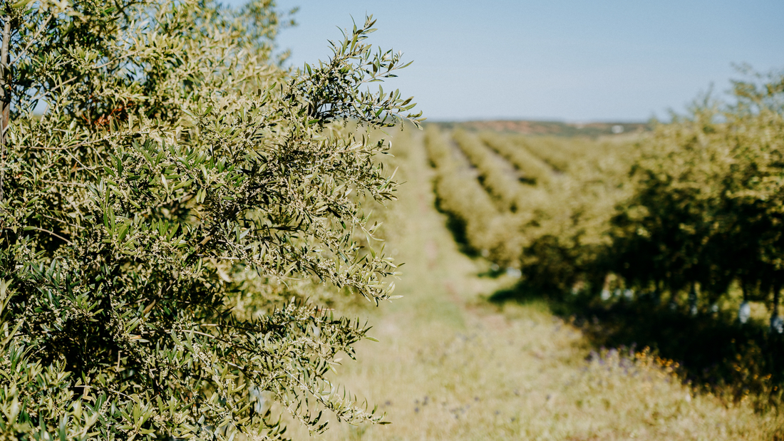 El carácter se cultiva: cómo la vida en el olivar define la personalidad del aceite