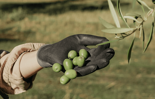 ¿Qué es el aceite de oliva de cosecha temprana?
