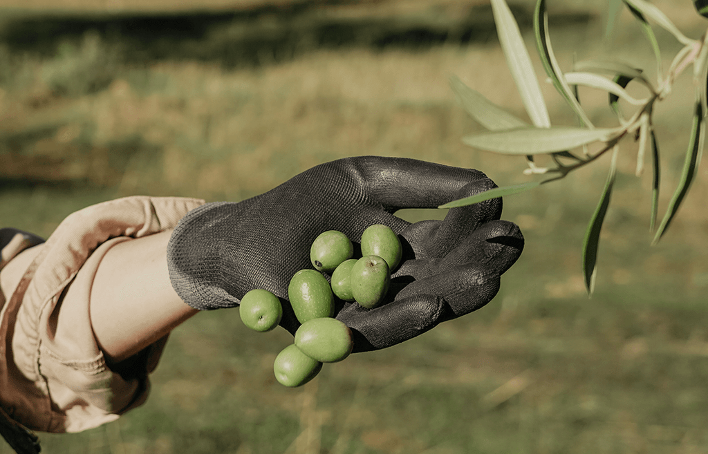 ¿Qué es el aceite de oliva de cosecha temprana?